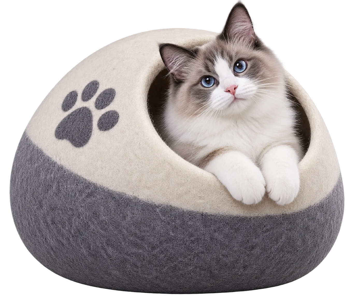 Cat and dog playing with pet toys